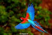 Colorful Parrot